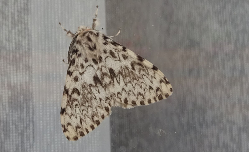 Lymantria monacha - Erebidae Lymantriinae...dal Trentino