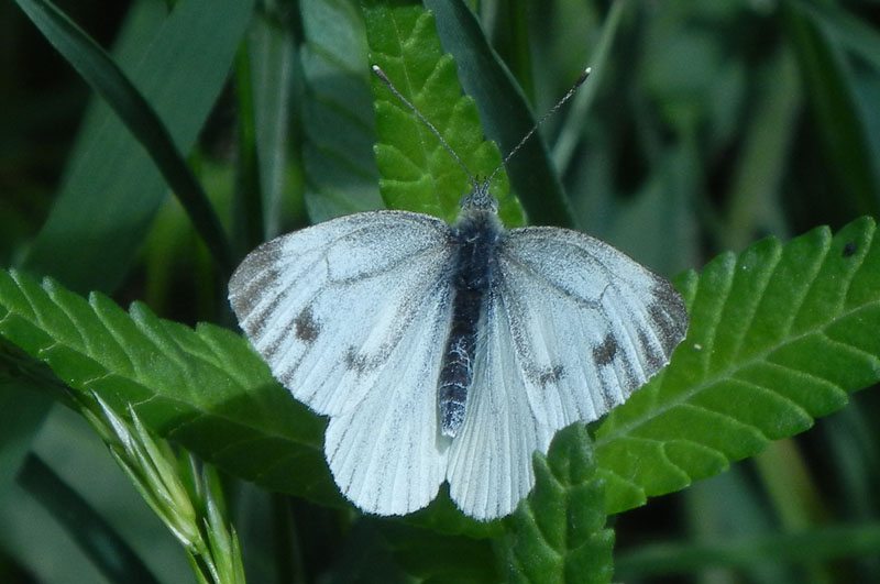 Pieris napi (f.) - Pieridae..........dal Trentino