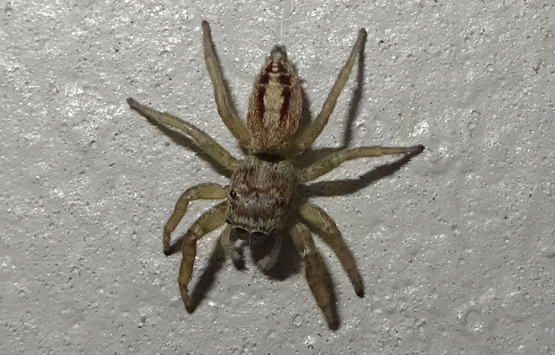 Icius sp. - Salticidae