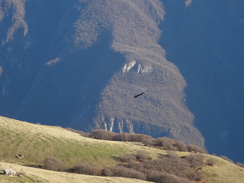 4 foto - 4 crop orrendi - 6 foto habitat - Aquila chrysaetos