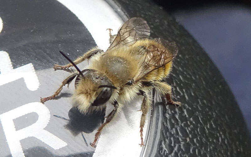 insolito habitat! Maschio di Osmia o Hoplitis (Apidae Megachilinae)