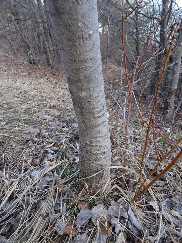 Populus tremula o alba ?
