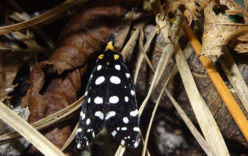 Euplocamus anthracinalis - Tineidae......dal Trentino