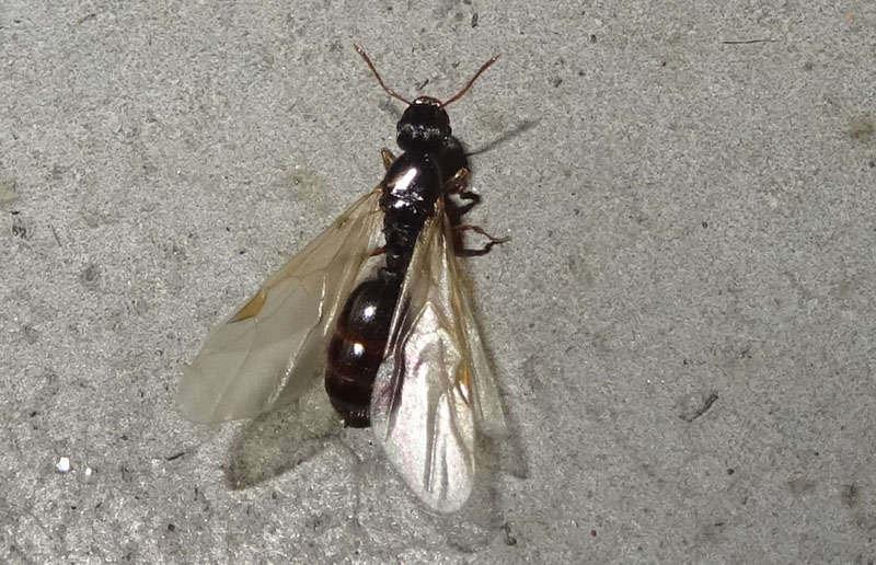 formica alata.......Tetramorium sp.
