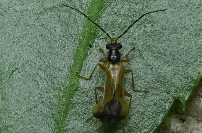Rhagonycha lignosa - Cantharidae