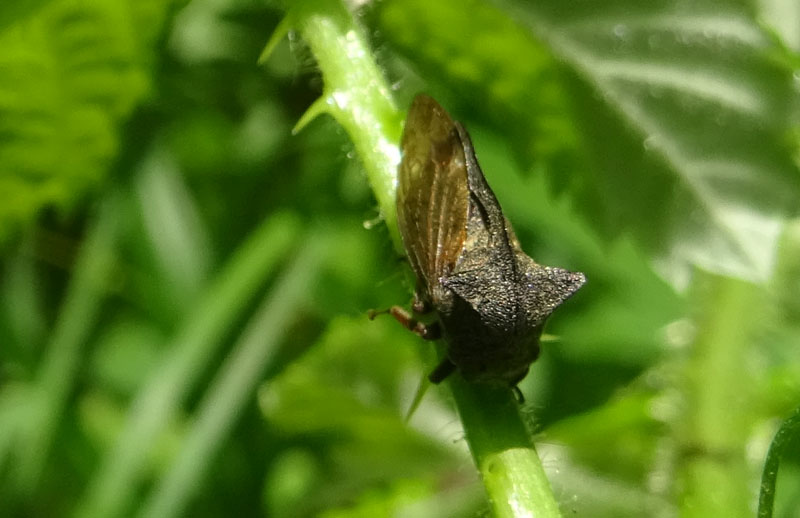 Centrotus cornutus (Cicadomorpha Membracidae)