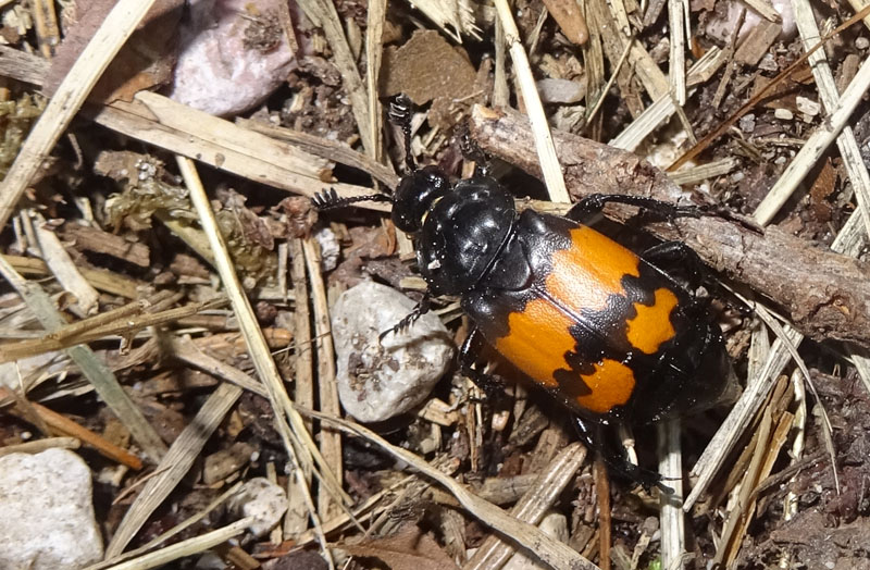 Nicrophorus vespilloides, Silphidae