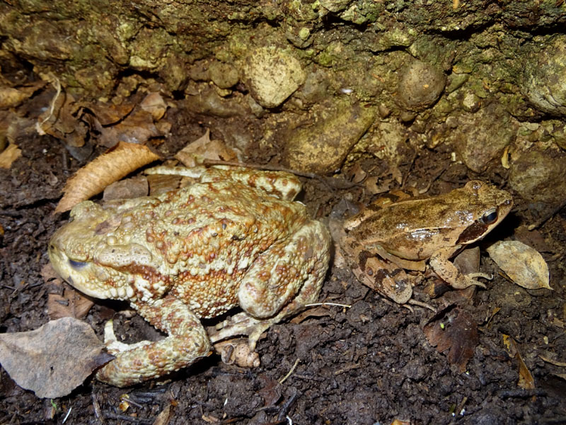 maschio e femmina della stessa specie? No, Rana dalmatina e Bufo bufo