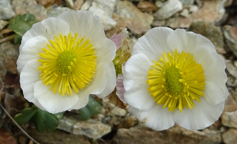 Ranunculus glacialis / Ranuncolo dei ghiacciai