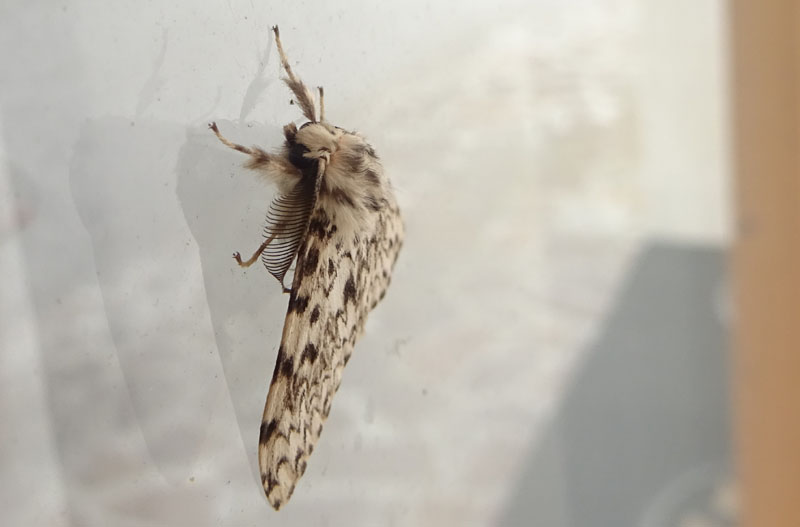 Lymantria monacha - Erebidae Lymantriinae...dal Trentino