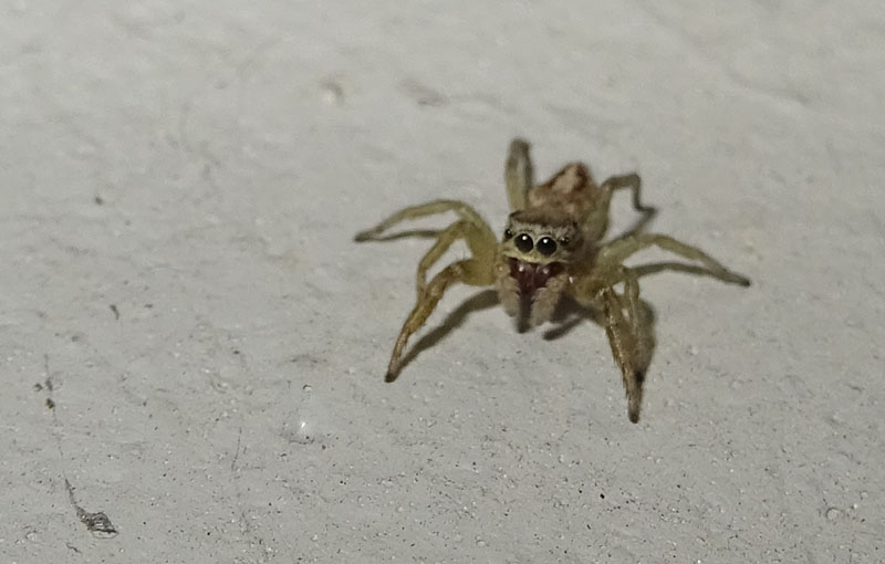 Icius sp. - Salticidae