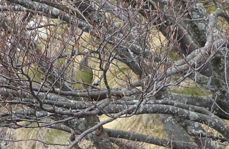 Picus canus - Picidae