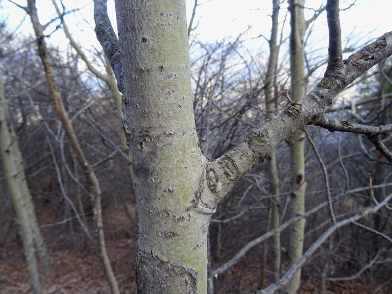 Populus tremula o alba ?