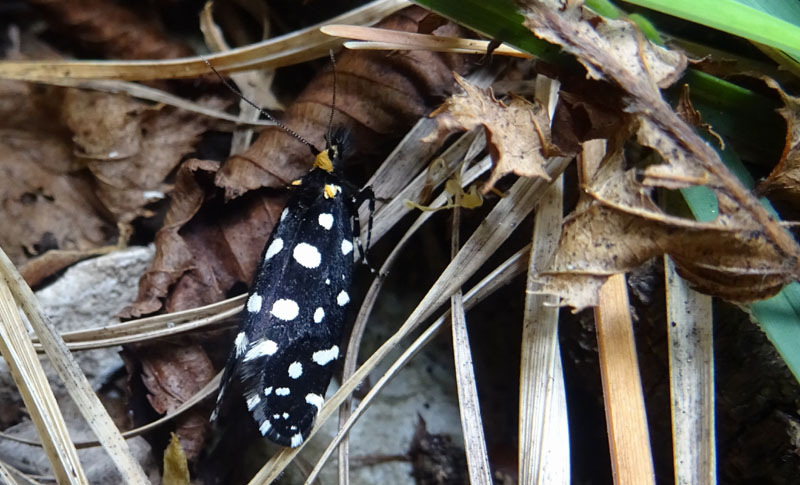 Euplocamus anthracinalis - Tineidae......dal Trentino