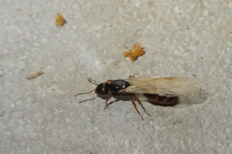 formica alata.......Tetramorium sp.