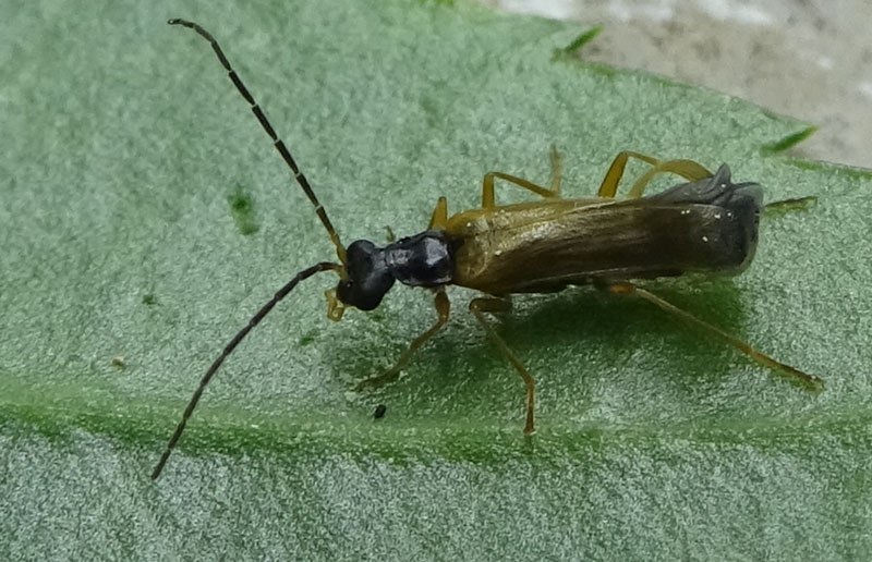 Rhagonycha lignosa - Cantharidae