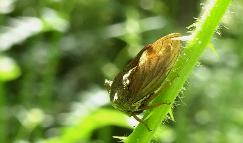 Centrotus cornutus (Cicadomorpha Membracidae)