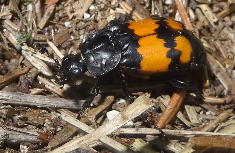 Nicrophorus vespilloides, Silphidae