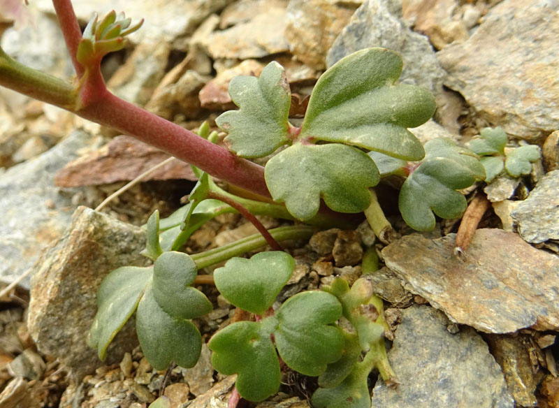 Ranunculus glacialis / Ranuncolo dei ghiacciai