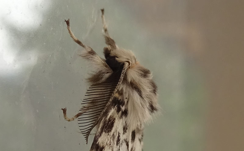Lymantria monacha - Erebidae Lymantriinae...dal Trentino
