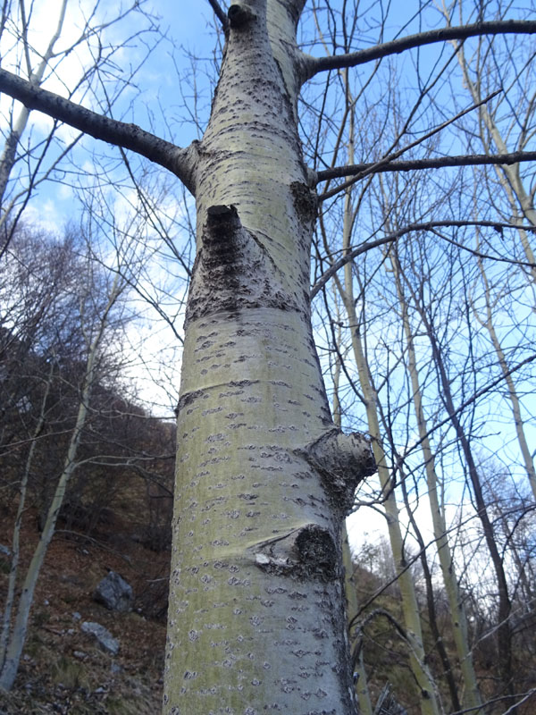 Populus tremula o alba ?