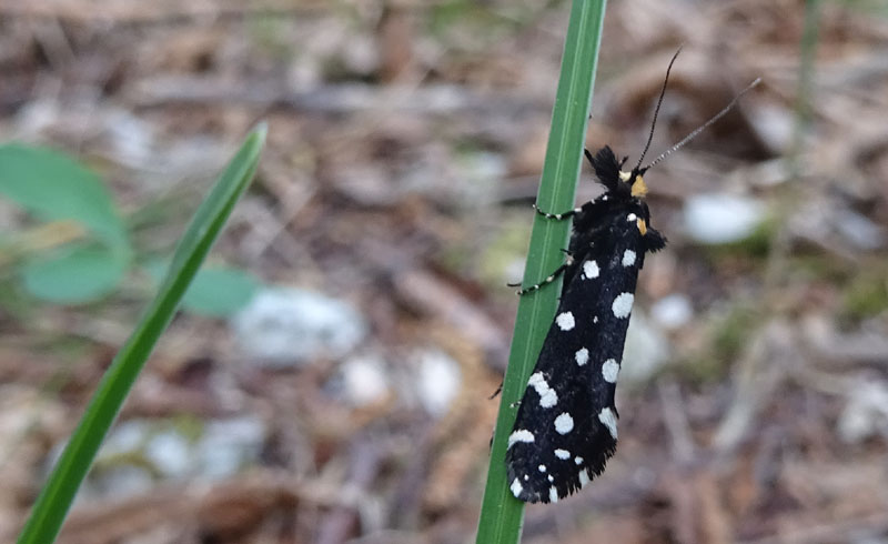Euplocamus anthracinalis - Tineidae......dal Trentino