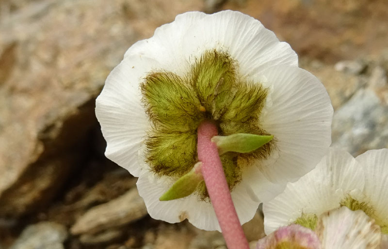 Ranunculus glacialis / Ranuncolo dei ghiacciai