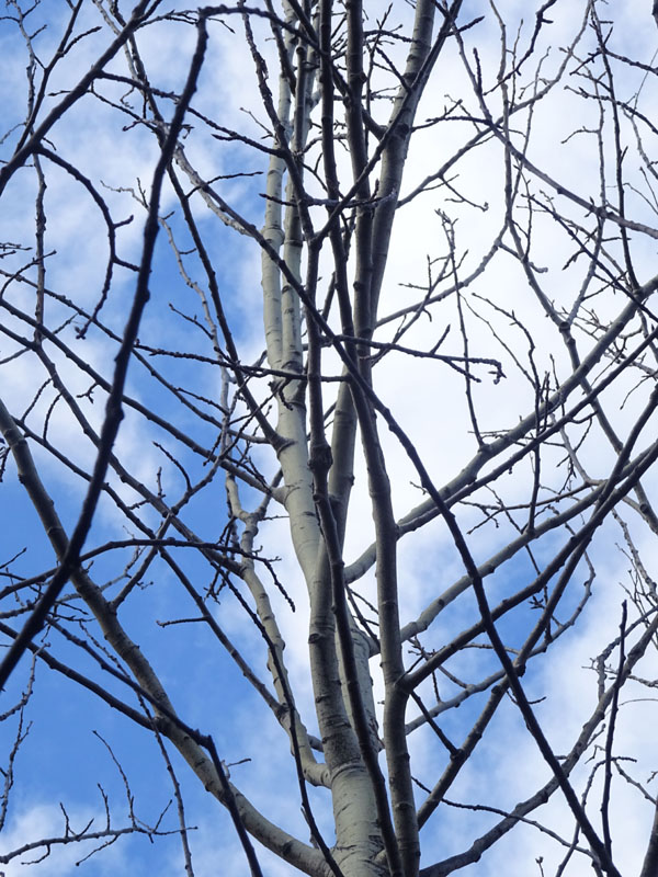 Populus tremula o alba ?