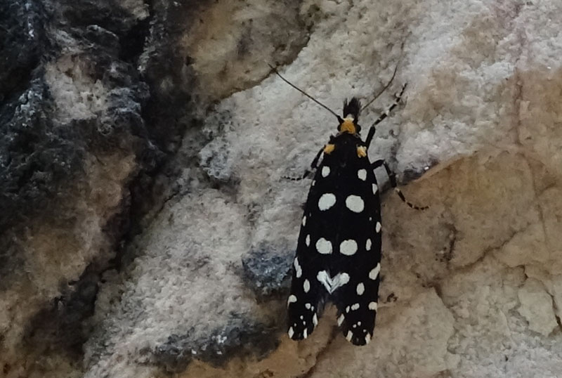 Euplocamus anthracinalis - Tineidae......dal Trentino