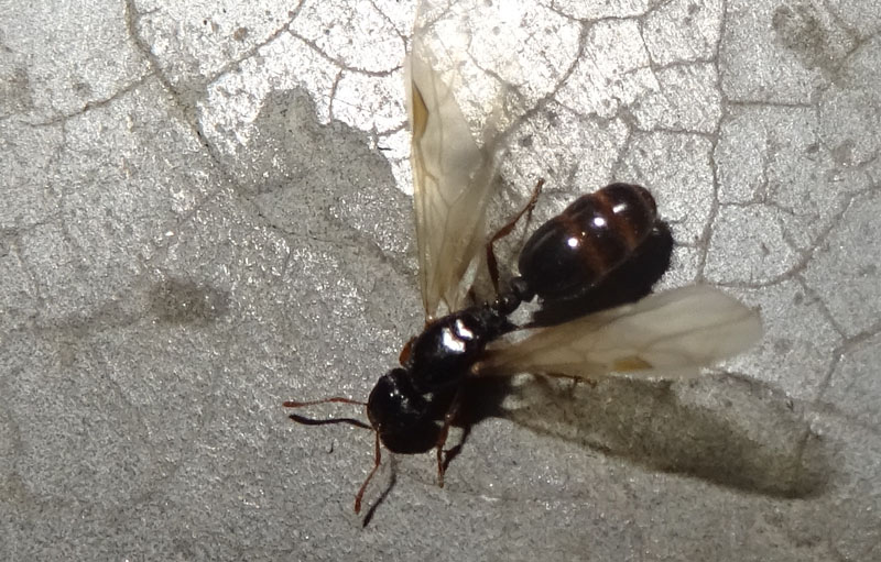 formica alata.......Tetramorium sp.