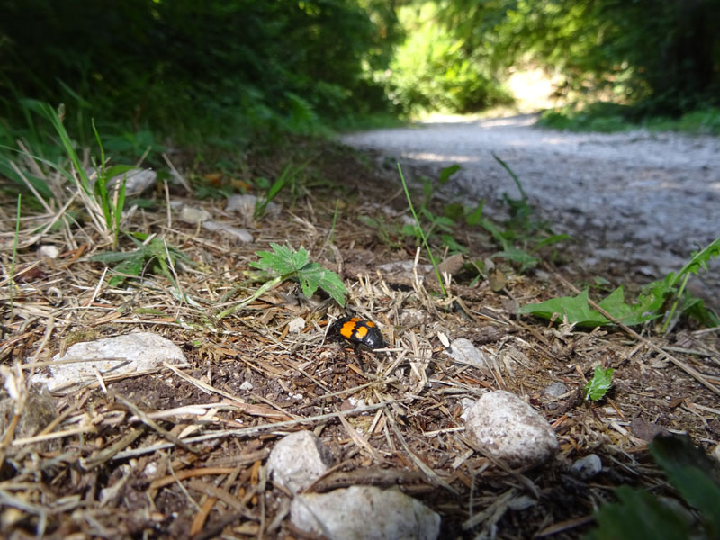 Nicrophorus vespilloides, Silphidae