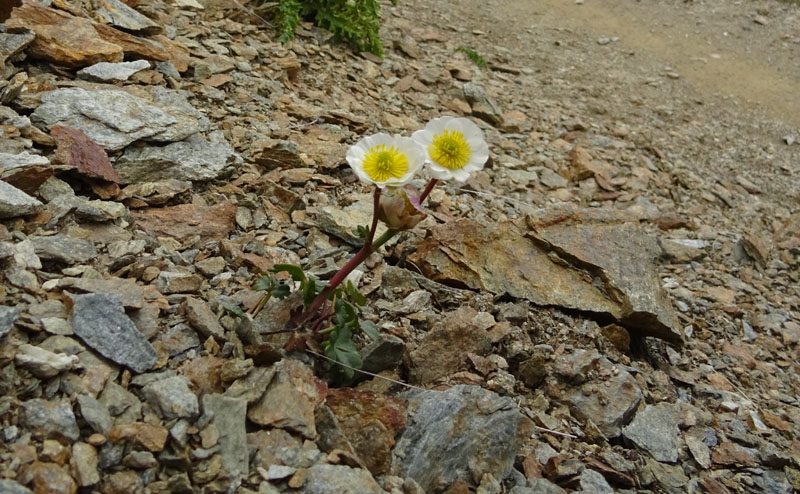 Ranunculus glacialis / Ranuncolo dei ghiacciai