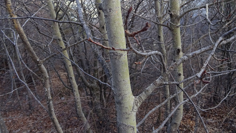 Populus tremula o alba ?