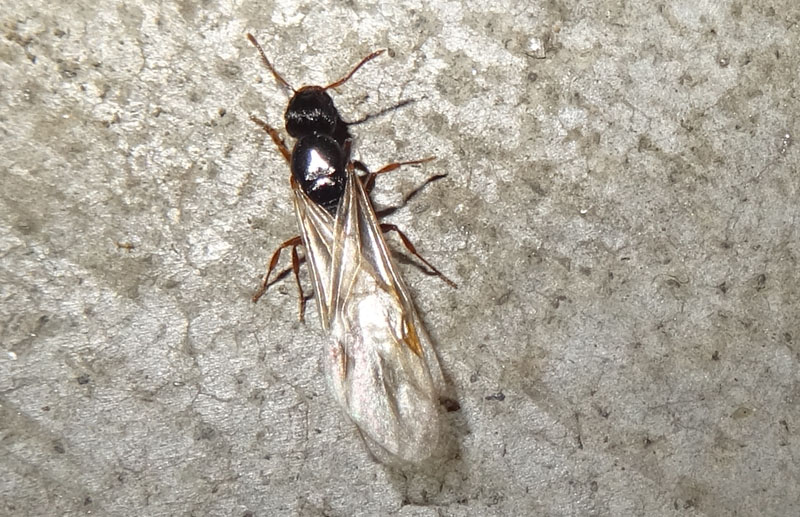 formica alata.......Tetramorium sp.