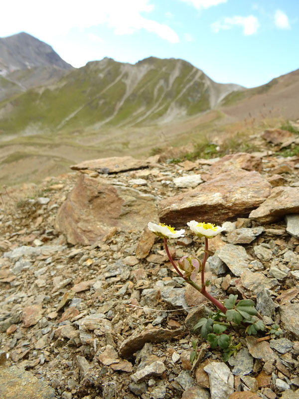 Ranunculus glacialis / Ranuncolo dei ghiacciai