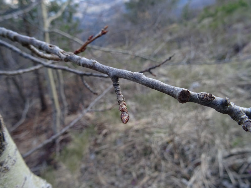 Populus tremula o alba ?