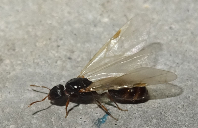 formica alata.......Tetramorium sp.