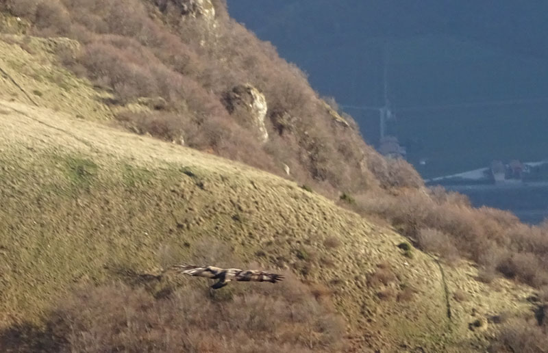 4 foto - 4 crop orrendi - 6 foto habitat - Aquila chrysaetos