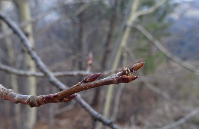 Populus tremula o alba ?