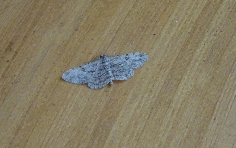 Peribatodes rhomboidaria - Geometridae.......dal Trentino