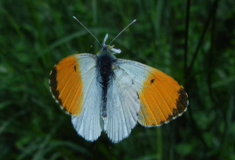 Anthocharis cardamines (m.) Pieridae........dal Trentino