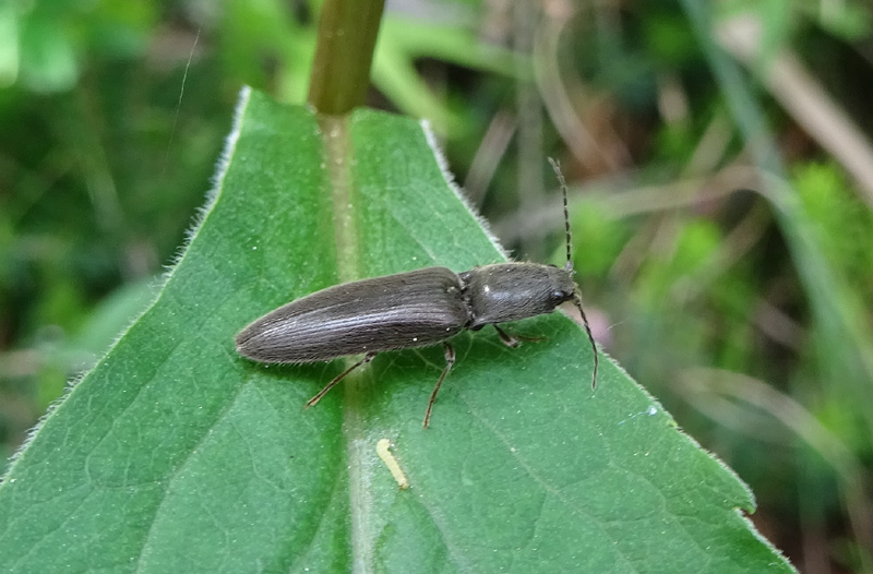 Athous sp., Elateridae