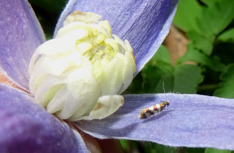 Micropterix sp.