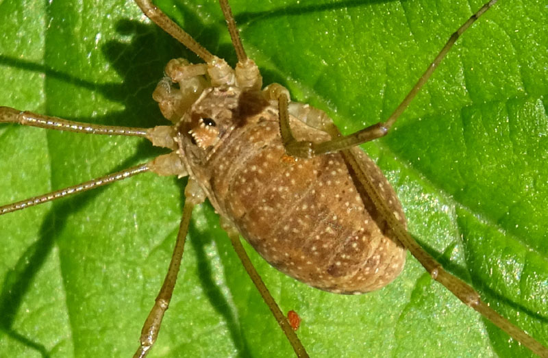 Rilaena triangularis