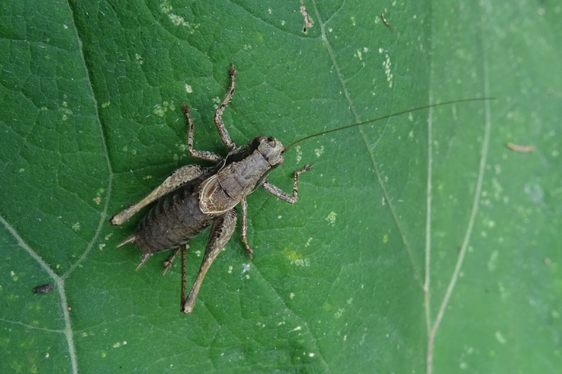 maschio di Pholidoptera griseoaptera (Tettigoniidae)