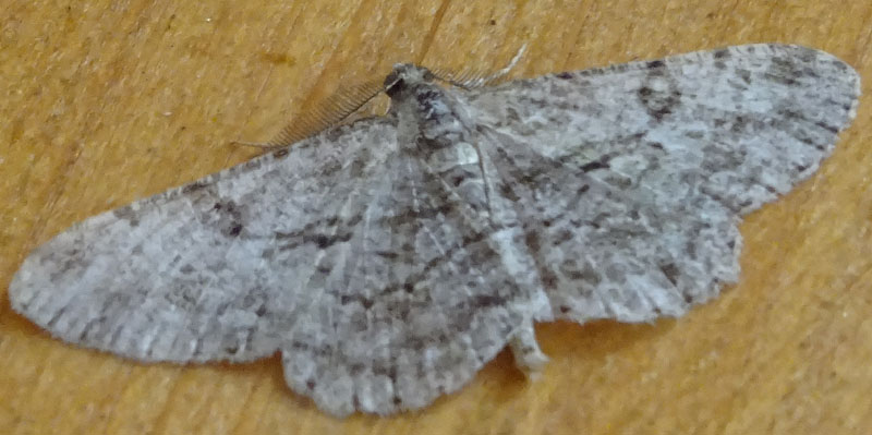 Peribatodes rhomboidaria - Geometridae.......dal Trentino