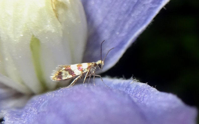 Micropterix sp.