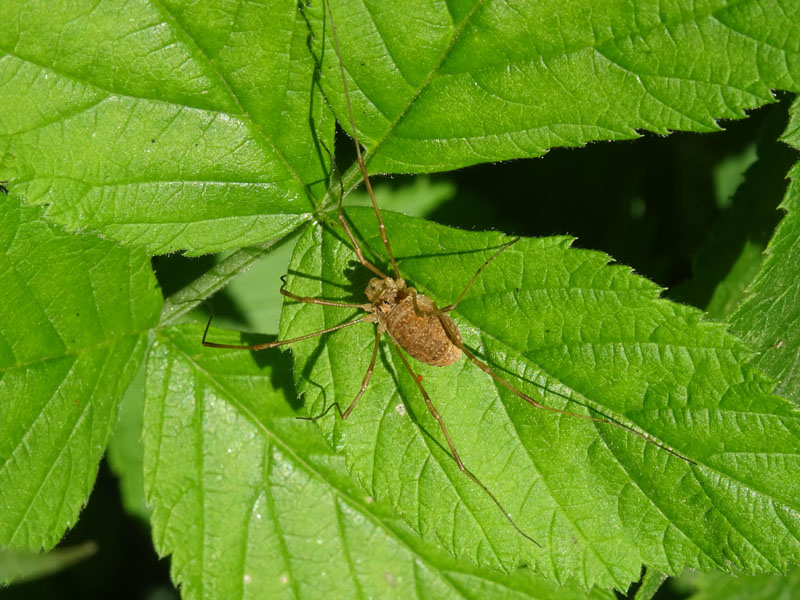Rilaena triangularis