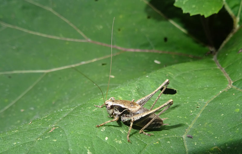 maschio di Pholidoptera griseoaptera (Tettigoniidae)