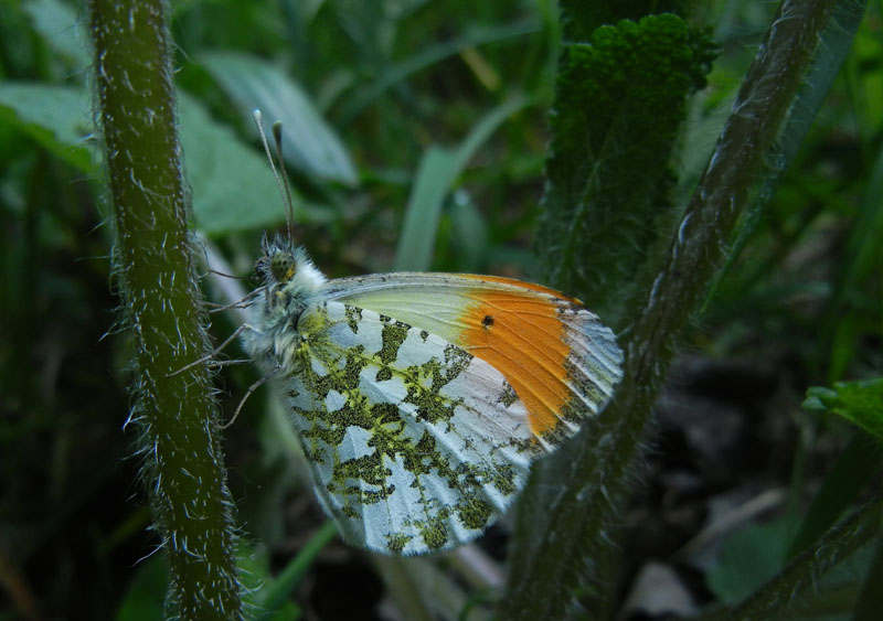 Anthocharis cardamines (m.) Pieridae........dal Trentino